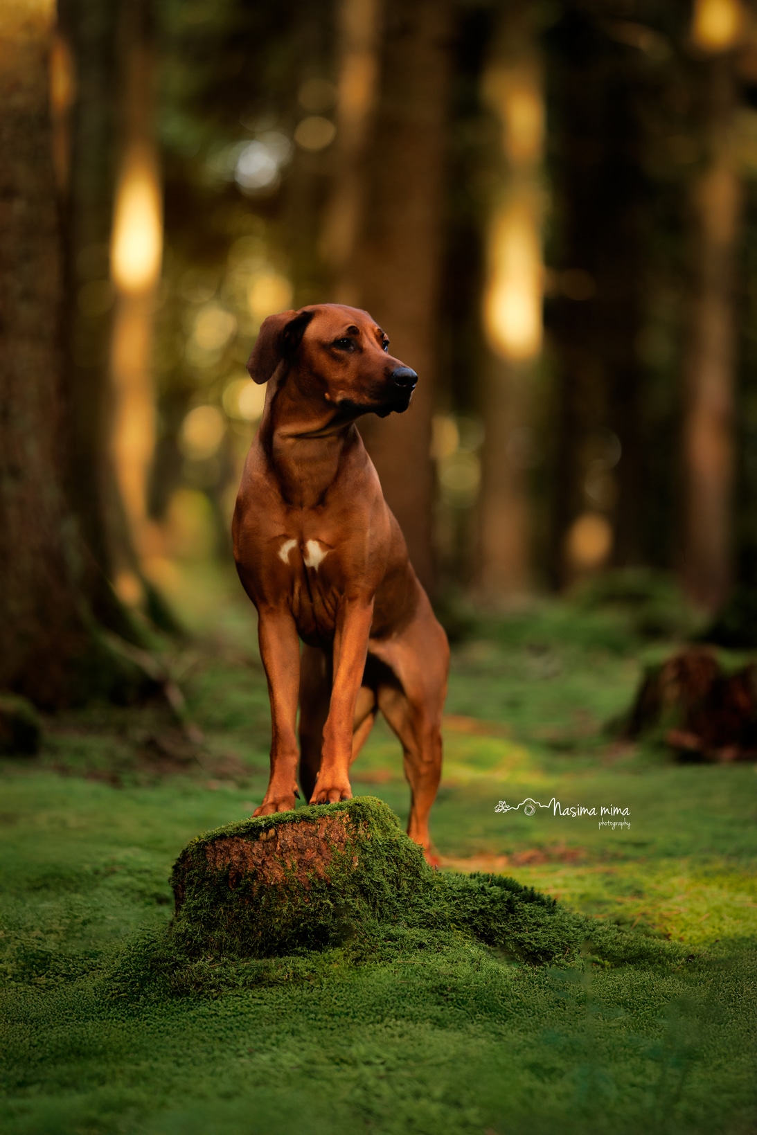 NasimaMimaPhotograhy chien C1