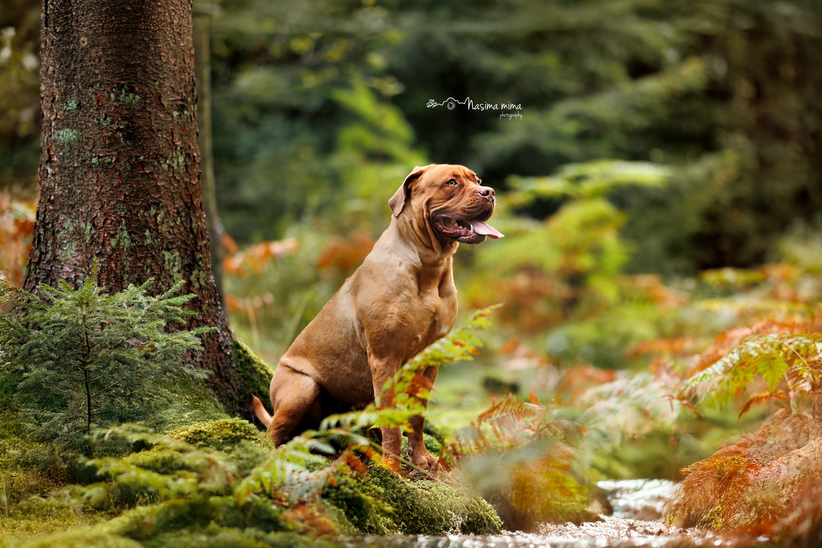 NasimaMimaPhotograhy chien Y2